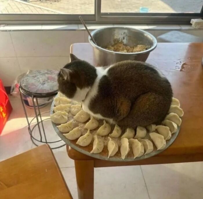 33 Hilarious Moments Caught On Camera, As Shared By “Important Animal Images” (New Pics) 33 Hilarious Moments Caught On Camera, As Shared By “Important Animal Images” (New Pics)