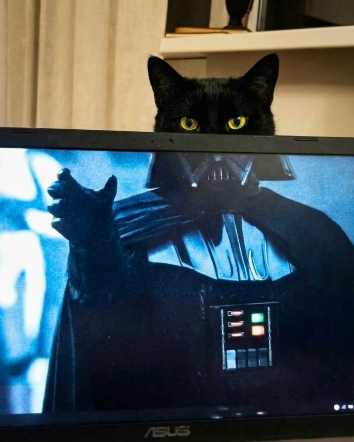 33 Hilarious Moments Caught On Camera, As Shared By “Important Animal Images” (New Pics) 33 Hilarious Moments Caught On Camera, As Shared By “Important Animal Images” (New Pics)