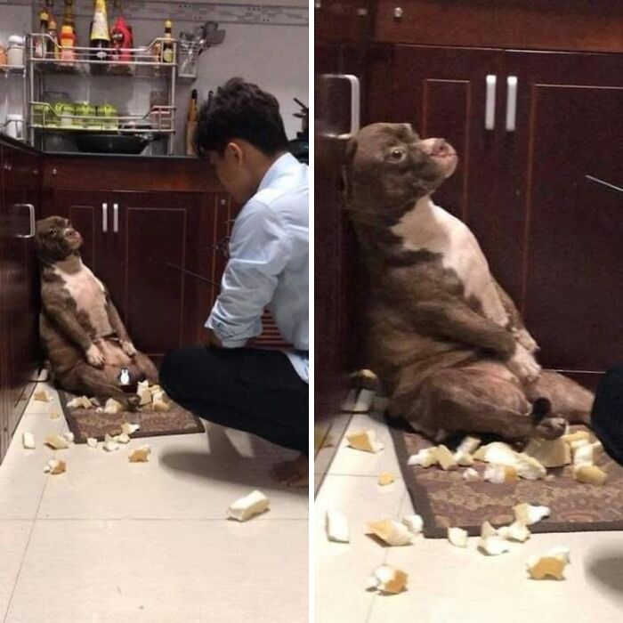 33 Hilarious Moments Caught On Camera, As Shared By “Important Animal Images” (New Pics) 33 Hilarious Moments Caught On Camera, As Shared By “Important Animal Images” (New Pics)