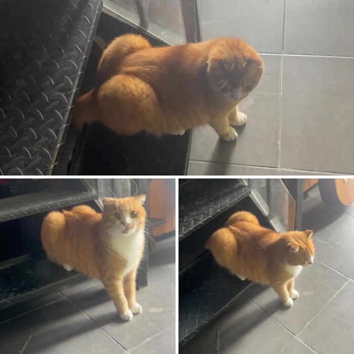 33 Hilarious Moments Caught On Camera, As Shared By “Important Animal Images” (New Pics) 33 Hilarious Moments Caught On Camera, As Shared By “Important Animal Images” (New Pics)