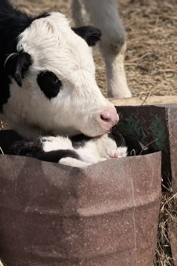 33 Hilarious Moments Caught On Camera, As Shared By “Important Animal Images” (New Pics) 33 Hilarious Moments Caught On Camera, As Shared By “Important Animal Images” (New Pics)