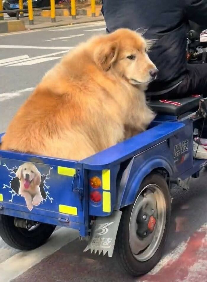 33 Hilarious Moments Caught On Camera, As Shared By “Important Animal Images” (New Pics) 33 Hilarious Moments Caught On Camera, As Shared By “Important Animal Images” (New Pics)