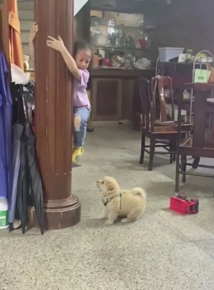 33 Hilarious Moments Caught On Camera, As Shared By “Important Animal Images” (New Pics) 33 Hilarious Moments Caught On Camera, As Shared By “Important Animal Images” (New Pics)