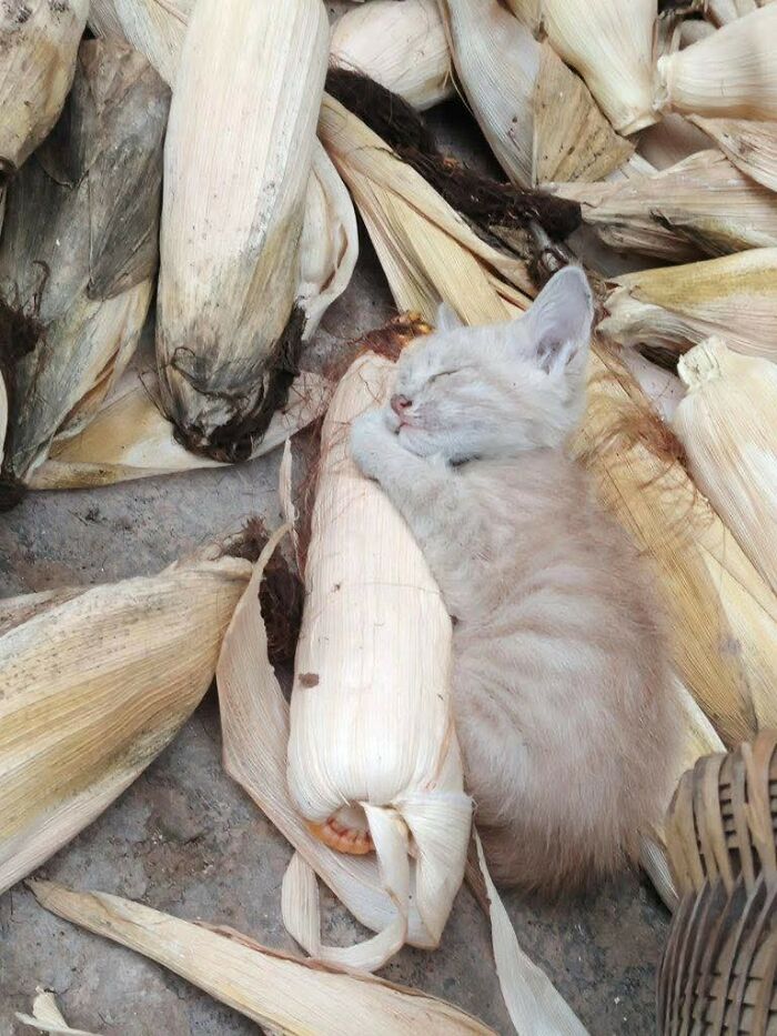 33 Hilarious Moments Caught On Camera, As Shared By “Important Animal Images” (New Pics) 33 Hilarious Moments Caught On Camera, As Shared By “Important Animal Images” (New Pics)