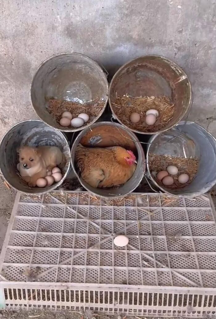 33 Hilarious Moments Caught On Camera, As Shared By “Important Animal Images” (New Pics) 33 Hilarious Moments Caught On Camera, As Shared By “Important Animal Images” (New Pics)