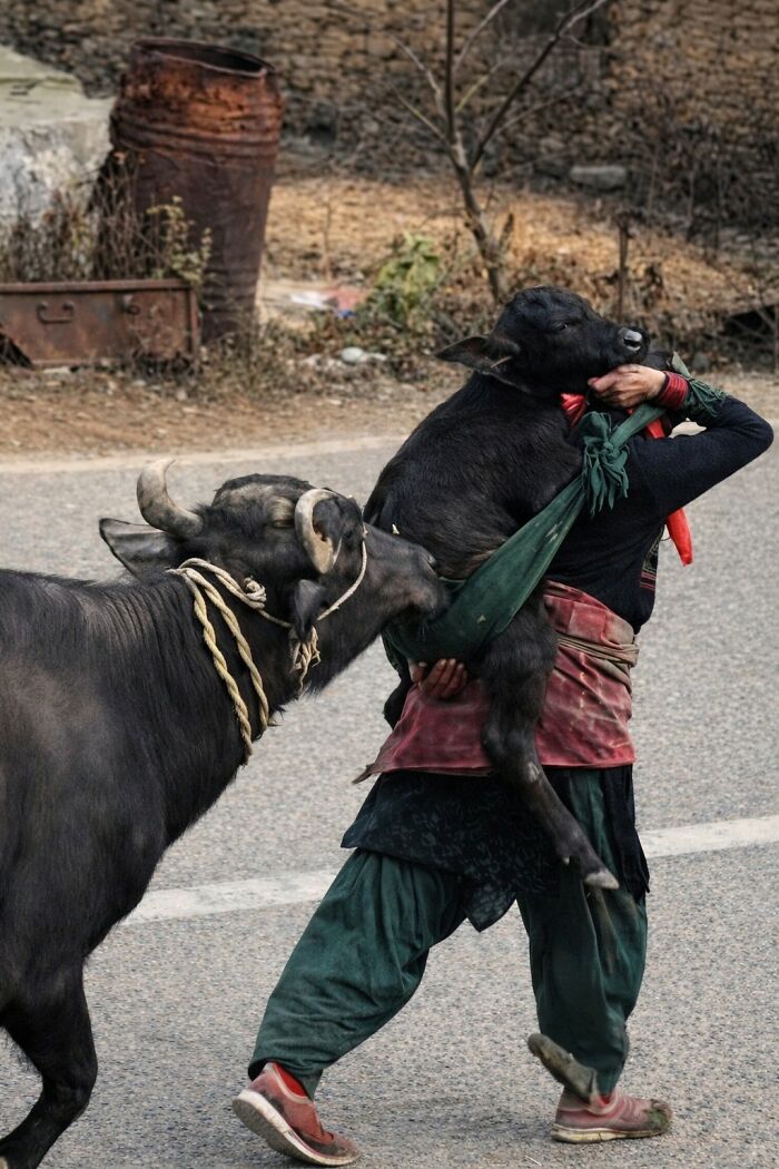 33 Hilarious Moments Caught On Camera, As Shared By “Important Animal Images” (New Pics) 33 Hilarious Moments Caught On Camera, As Shared By “Important Animal Images” (New Pics)