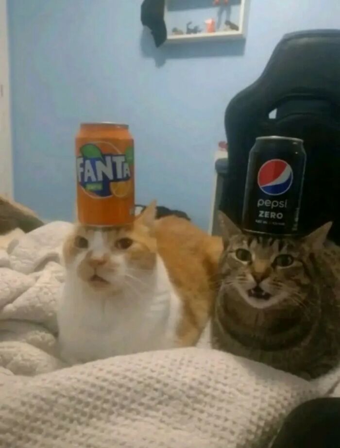 33 Hilarious Moments Caught On Camera, As Shared By “Important Animal Images” (New Pics) 33 Hilarious Moments Caught On Camera, As Shared By “Important Animal Images” (New Pics)