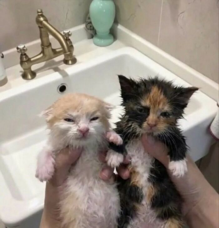 33 Hilarious Moments Caught On Camera, As Shared By “Important Animal Images” (New Pics) 33 Hilarious Moments Caught On Camera, As Shared By “Important Animal Images” (New Pics)