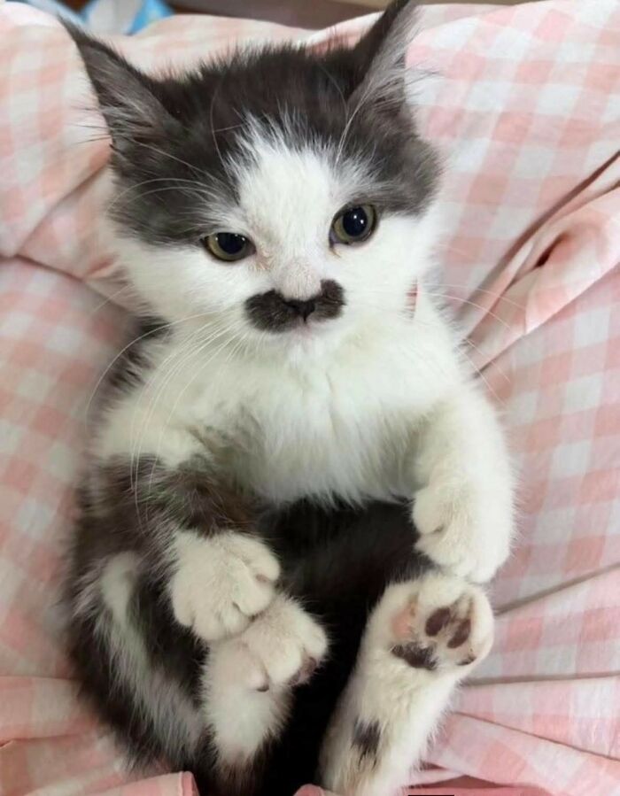 33 Hilarious Moments Caught On Camera, As Shared By “Important Animal Images” (New Pics) 33 Hilarious Moments Caught On Camera, As Shared By “Important Animal Images” (New Pics)