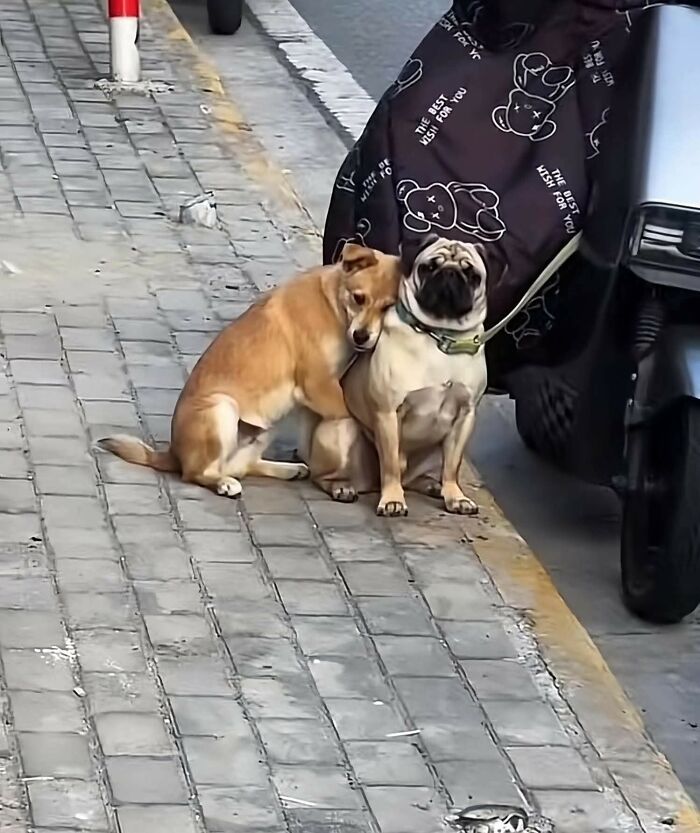 33 Hilarious Moments Caught On Camera, As Shared By “Important Animal Images” (New Pics) 33 Hilarious Moments Caught On Camera, As Shared By “Important Animal Images” (New Pics)