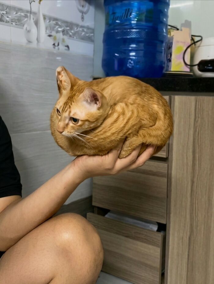 33 Hilarious Moments Caught On Camera, As Shared By “Important Animal Images” (New Pics) 33 Hilarious Moments Caught On Camera, As Shared By “Important Animal Images” (New Pics)