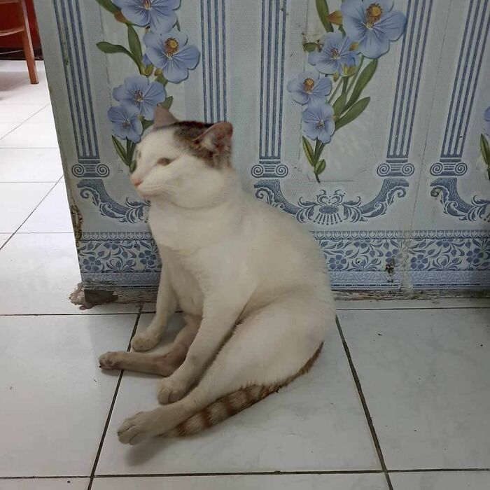 33 Hilarious Moments Caught On Camera, As Shared By “Important Animal Images” (New Pics) 33 Hilarious Moments Caught On Camera, As Shared By “Important Animal Images” (New Pics)