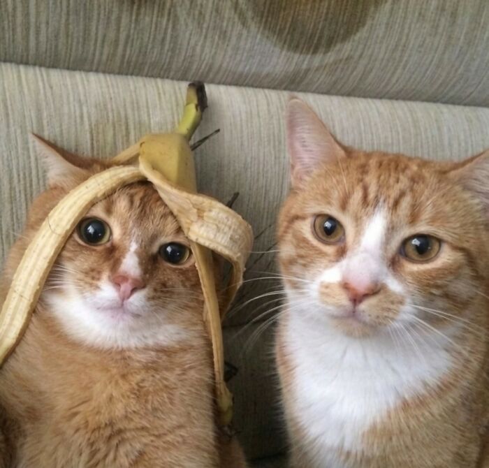 33 Hilarious Moments Caught On Camera, As Shared By “Important Animal Images” (New Pics) 33 Hilarious Moments Caught On Camera, As Shared By “Important Animal Images” (New Pics)