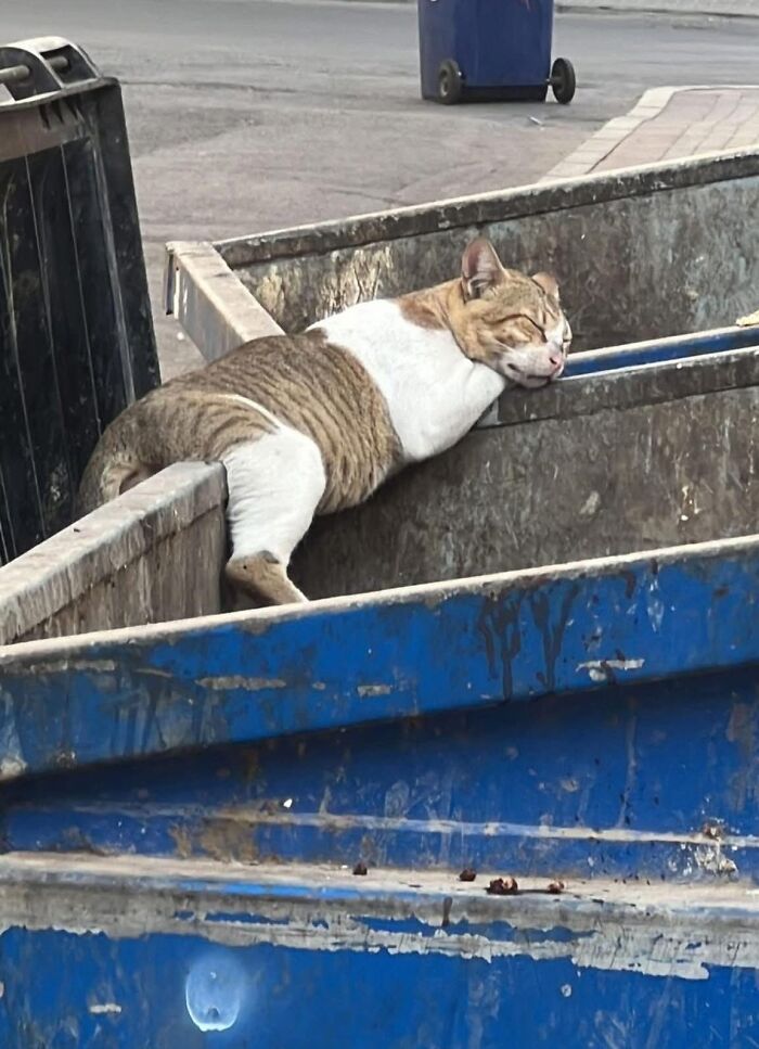 33 Hilarious Moments Caught On Camera, As Shared By “Important Animal Images” (New Pics) 33 Hilarious Moments Caught On Camera, As Shared By “Important Animal Images” (New Pics)