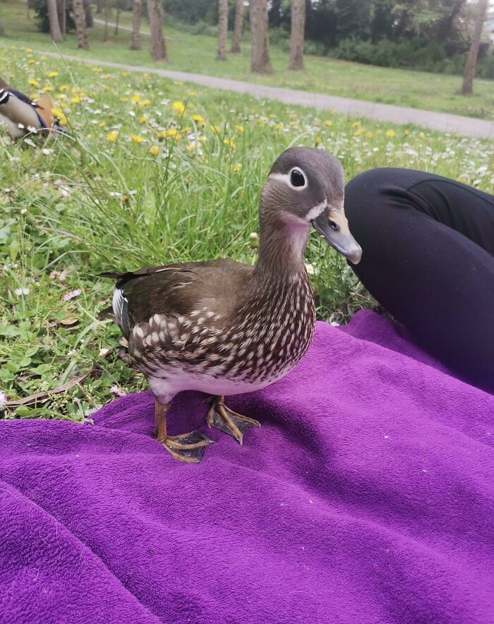 58 Wild And Wholesome Animal Encounters That Took People By Surprise