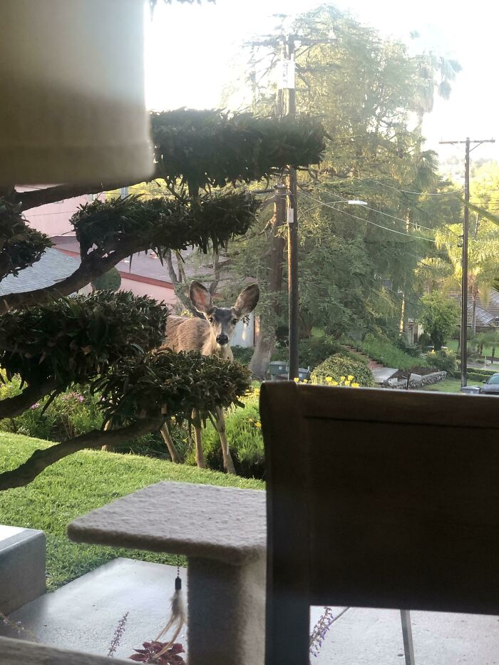 58 Wild And Wholesome Animal Encounters That Took People By Surprise