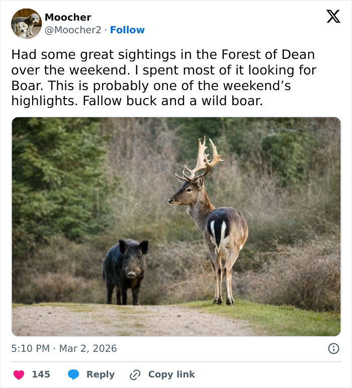 58 Wild And Wholesome Animal Encounters That Took People By Surprise