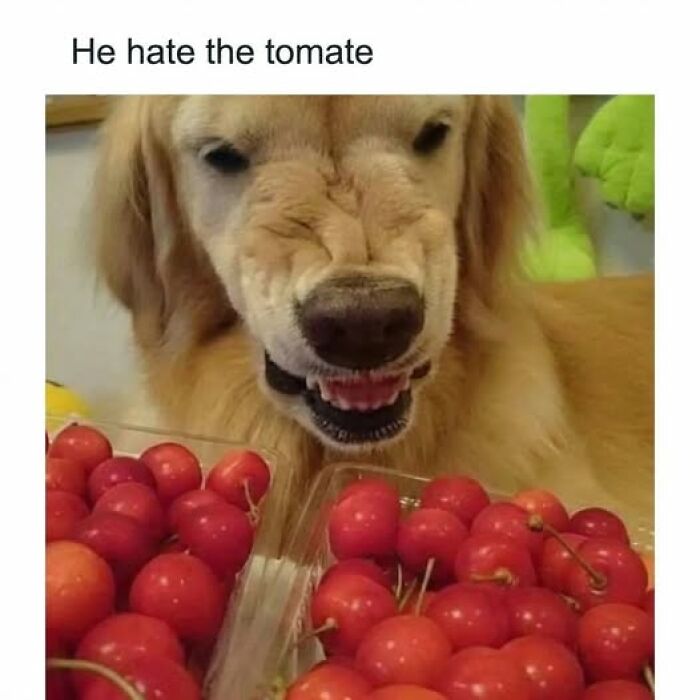 45 Food Memes That Also Come With A Healthy Serving Of Quick Chuckles