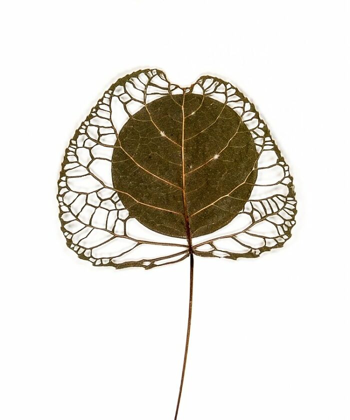 This Artist Embroiders Leaves And Plants, Turning Them Into Mesmerizing Botanical Sculptures (30 Pics)
