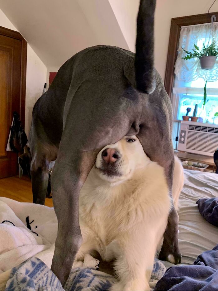 51 Funny And Chaotic Photos Of Pet Siblings To Cleanse Your Depressing Feed Today (New Pics)