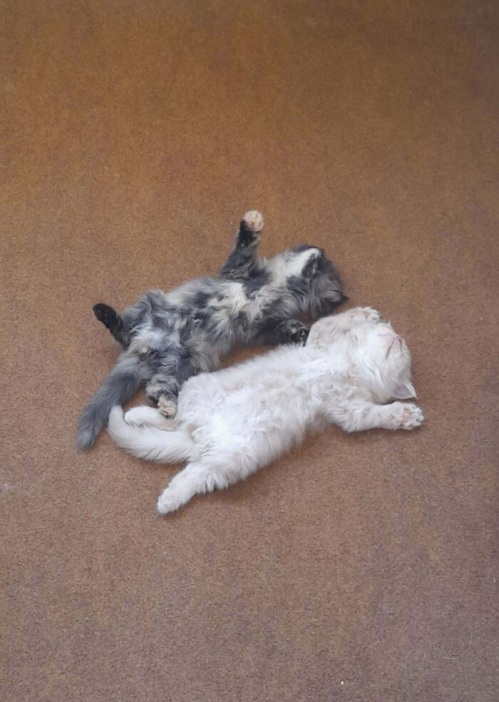 51 Funny And Chaotic Photos Of Pet Siblings To Cleanse Your Depressing Feed Today (New Pics)