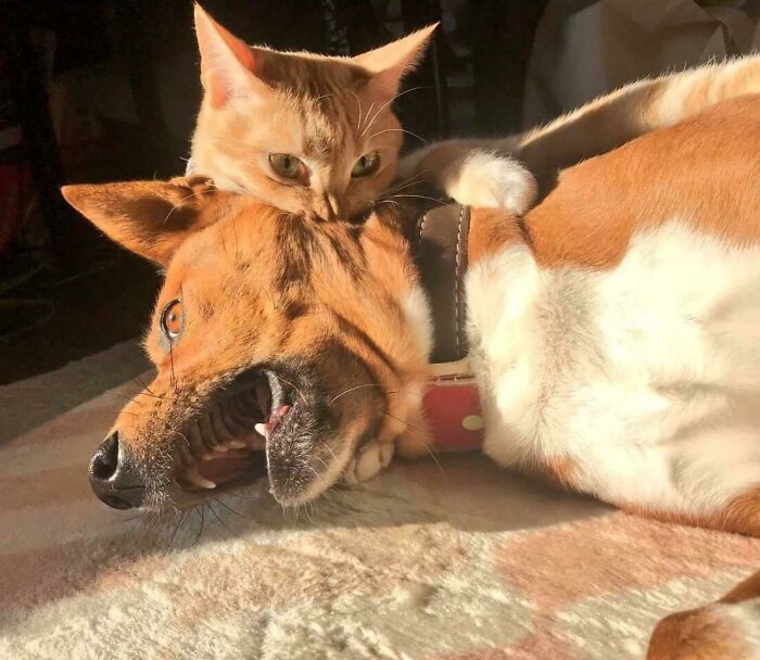 51 Funny And Chaotic Photos Of Pet Siblings To Cleanse Your Depressing Feed Today (New Pics)