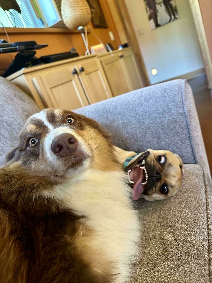 51 Funny And Chaotic Photos Of Pet Siblings To Cleanse Your Depressing Feed Today (New Pics)