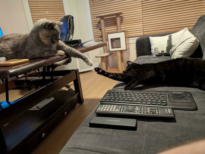 51 Funny And Chaotic Photos Of Pet Siblings To Cleanse Your Depressing Feed Today (New Pics)