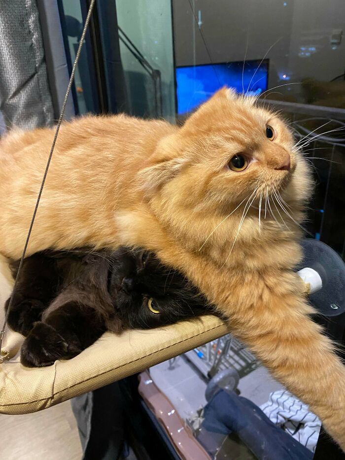 51 Funny And Chaotic Photos Of Pet Siblings To Cleanse Your Depressing Feed Today (New Pics)