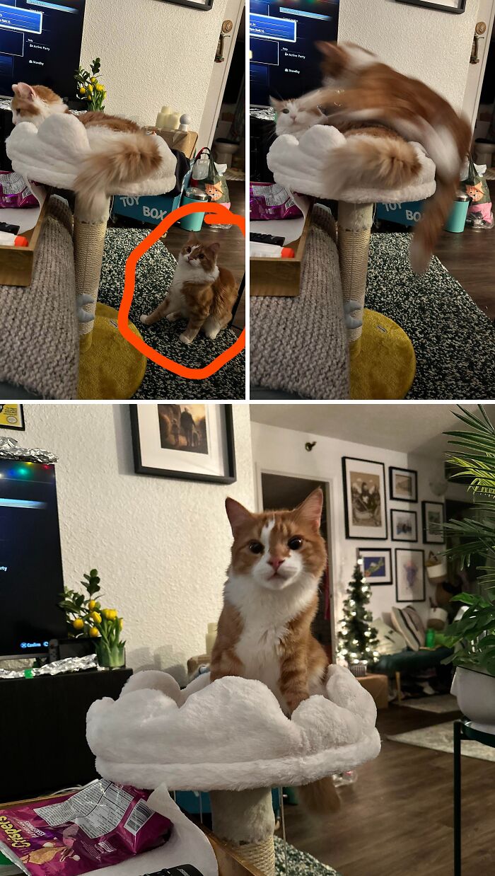 51 Funny And Chaotic Photos Of Pet Siblings To Cleanse Your Depressing Feed Today (New Pics)