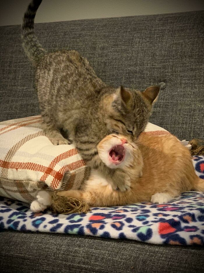 51 Funny And Chaotic Photos Of Pet Siblings To Cleanse Your Depressing Feed Today (New Pics)