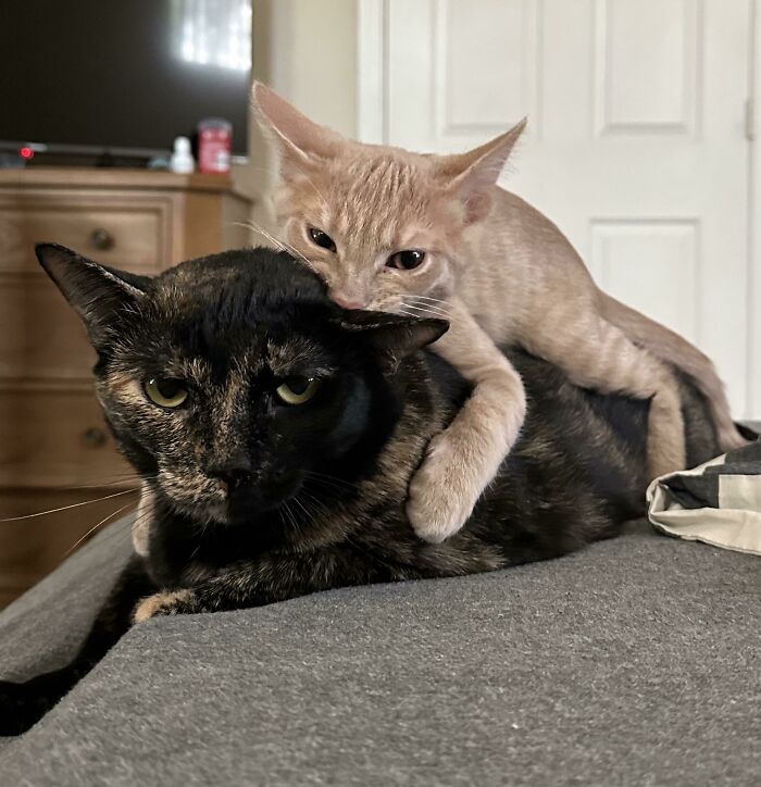 51 Funny And Chaotic Photos Of Pet Siblings To Cleanse Your Depressing Feed Today (New Pics)