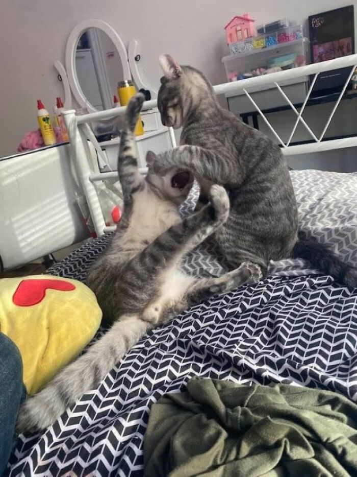 51 Funny And Chaotic Photos Of Pet Siblings To Cleanse Your Depressing Feed Today (New Pics)