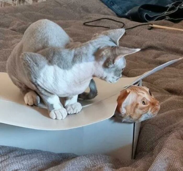 51 Funny And Chaotic Photos Of Pet Siblings To Cleanse Your Depressing Feed Today (New Pics)