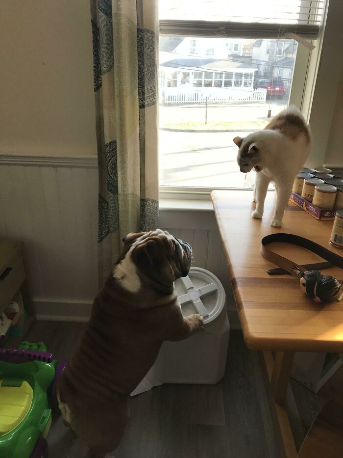 51 Funny And Chaotic Photos Of Pet Siblings To Cleanse Your Depressing Feed Today (New Pics)