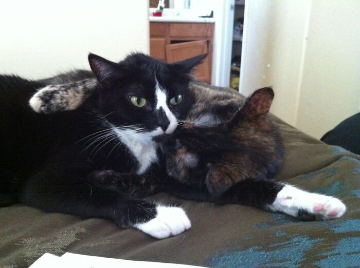 51 Funny And Chaotic Photos Of Pet Siblings To Cleanse Your Depressing Feed Today (New Pics)