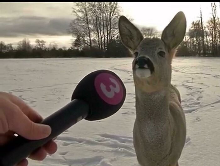 75 Iconic Animal Photos From All Over The World