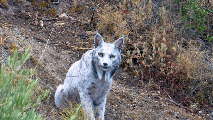 75 Iconic Animal Photos From All Over The World