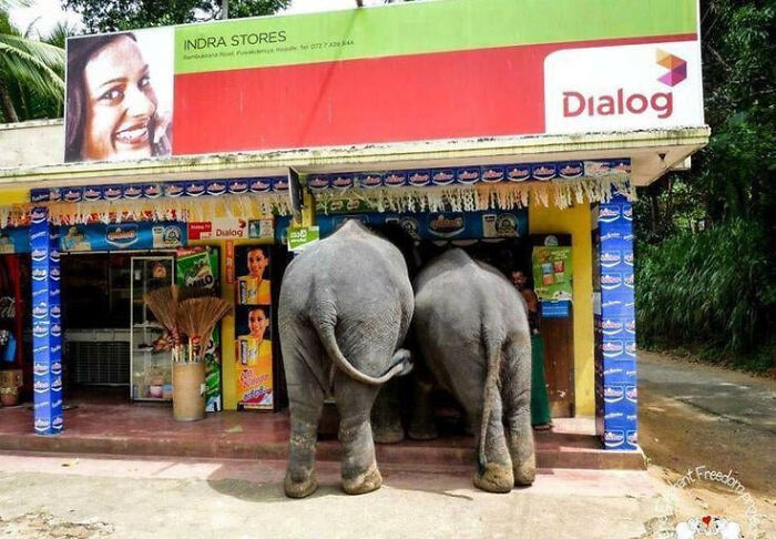 75 Iconic Animal Photos From All Over The World