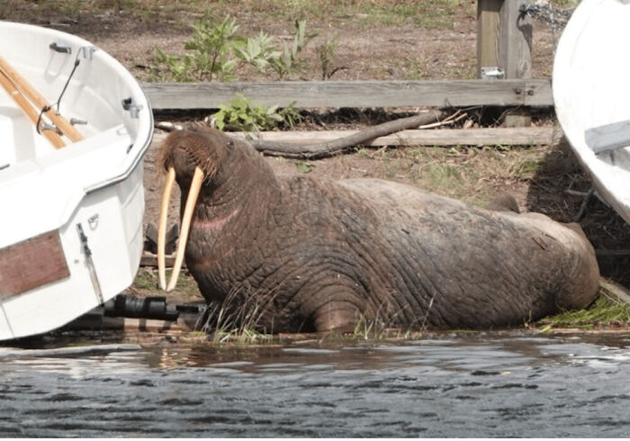75 Iconic Animal Photos From All Over The World
