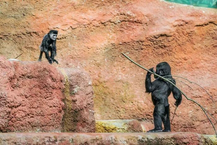 75 Iconic Animal Photos From All Over The World