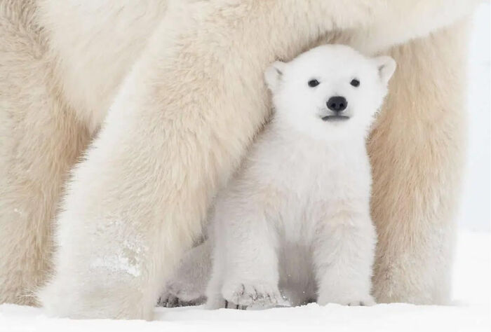 75 Iconic Animal Photos From All Over The World