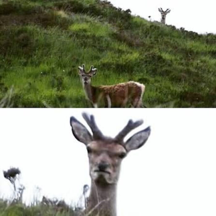 75 Iconic Animal Photos From All Over The World