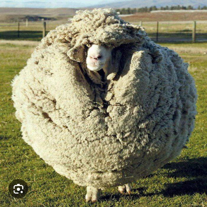 75 Iconic Animal Photos From All Over The World