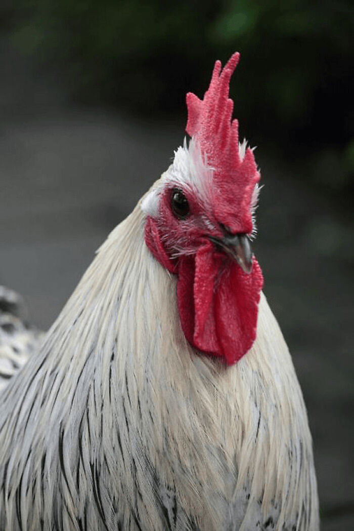 75 Iconic Animal Photos From All Over The World