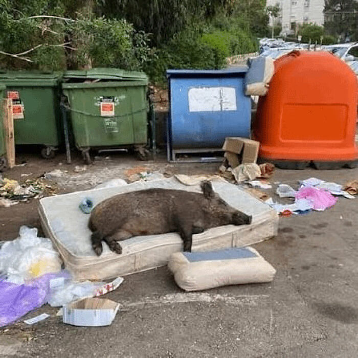 75 Iconic Animal Photos From All Over The World