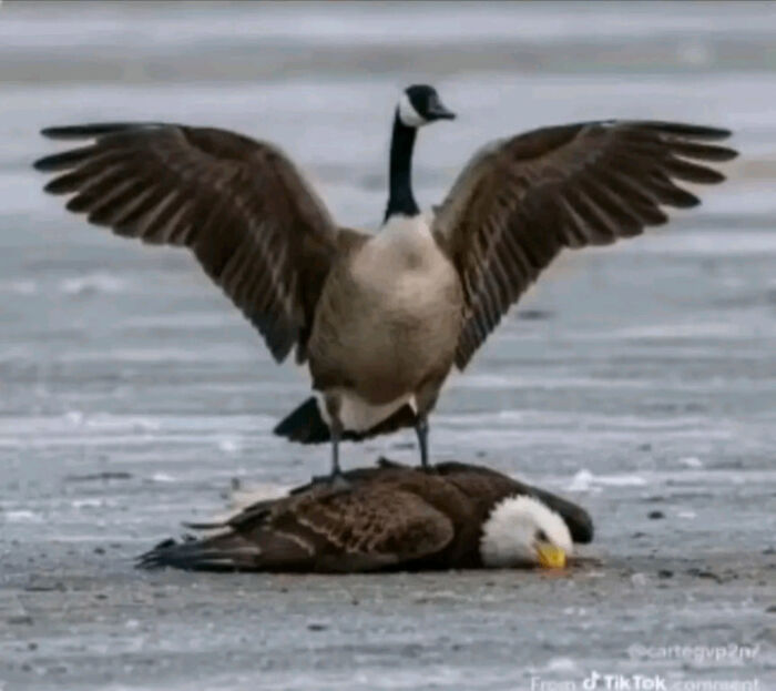 75 Iconic Animal Photos From All Over The World