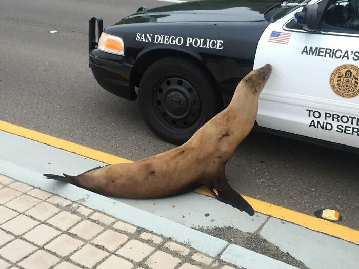 75 Iconic Animal Photos From All Over The World