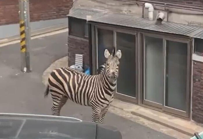 75 Iconic Animal Photos From All Over The World