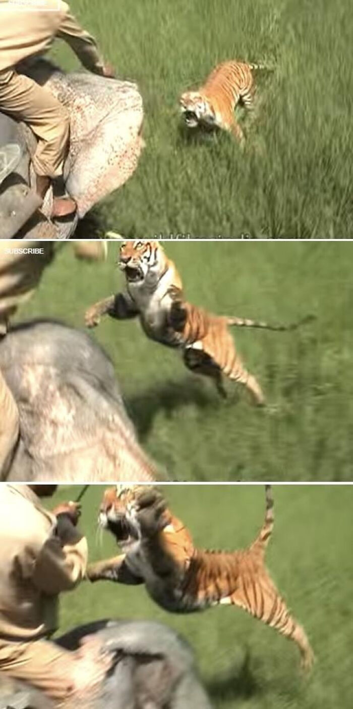 75 Iconic Animal Photos From All Over The World